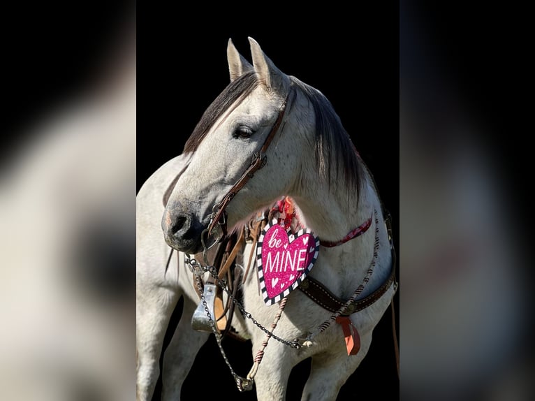 American Quarter Horse Wałach 10 lat 150 cm Siwa jabłkowita in Hollister CA