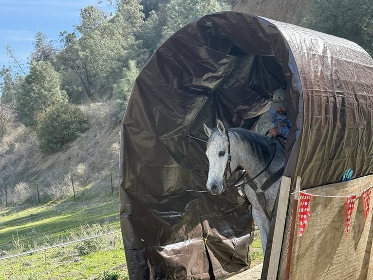 American Quarter Horse Wałach 10 lat 150 cm Siwa jabłkowita in Paicines CA