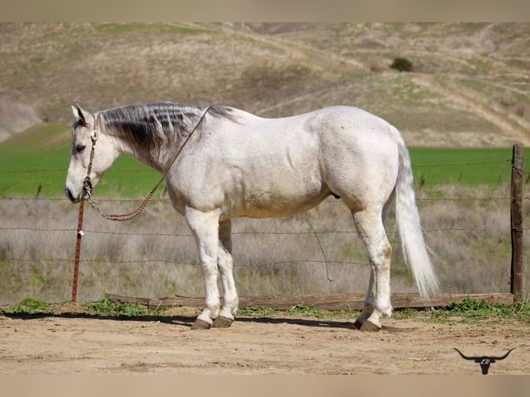 American Quarter Horse Wałach 10 lat 150 cm Siwa jabłkowita in Paicines CA