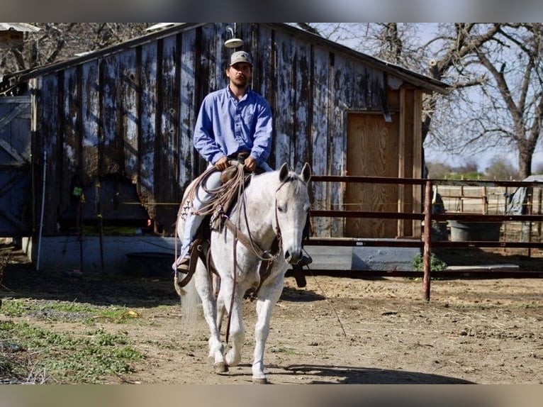 American Quarter Horse Wałach 10 lat 150 cm Siwa jabłkowita in Paicines CA