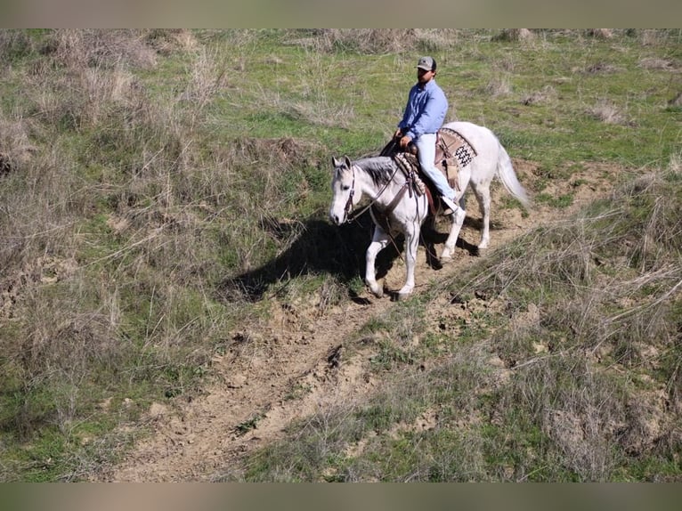 American Quarter Horse Wałach 10 lat 150 cm Siwa jabłkowita in Paicines CA