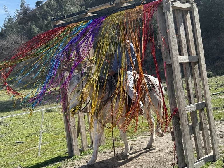 American Quarter Horse Wałach 10 lat 150 cm Siwa jabłkowita in Paicines CA