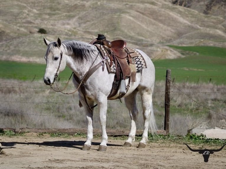 American Quarter Horse Wałach 10 lat 150 cm Siwa jabłkowita in Paicines CA