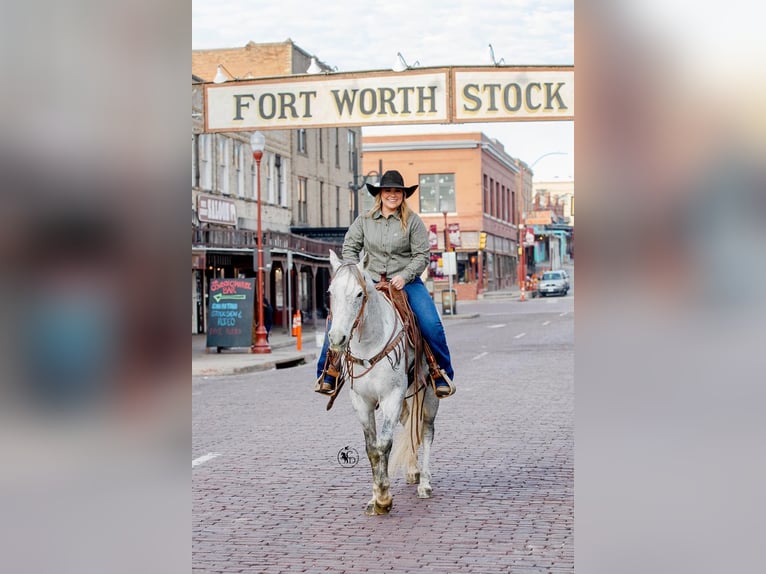 American Quarter Horse Wałach 10 lat 150 cm Siwa in Weatherford TX