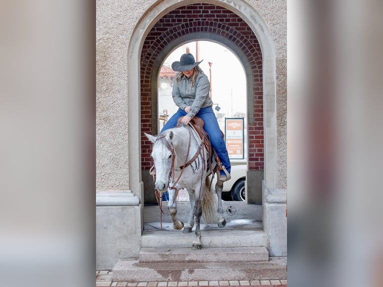 American Quarter Horse Wałach 10 lat 150 cm Siwa in Weatherford TX