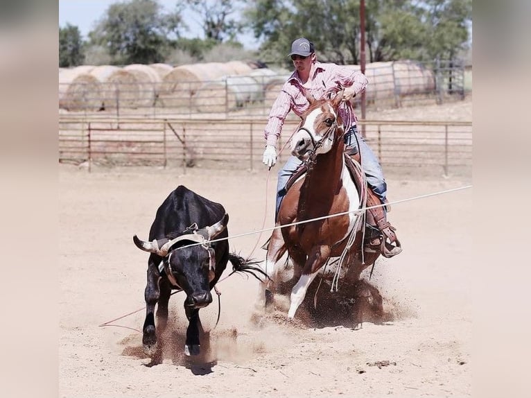 American Quarter Horse Wałach 10 lat 150 cm Tobiano wszelkich maści in Waco TX