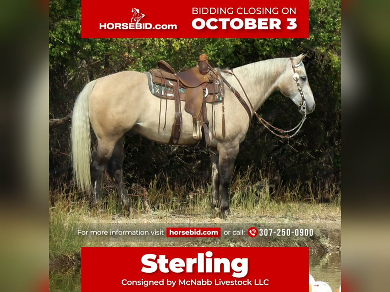 American Quarter Horse Wałach 10 lat 152 cm Bułana in Cody, WY