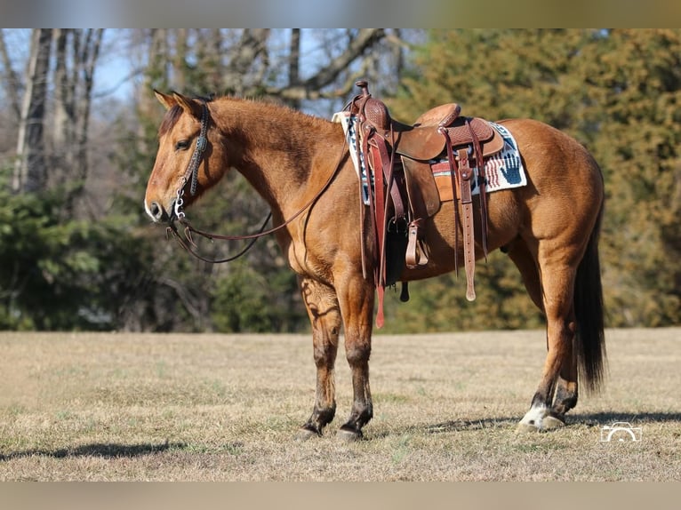 American Quarter Horse Wałach 10 lat 152 cm Bułana in Jonestown, PA