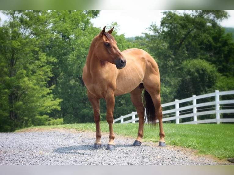 American Quarter Horse Wałach 10 lat 152 cm Bułana in Millerstown, PA