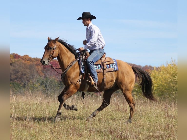 American Quarter Horse Wałach 10 lat 152 cm Bułana in Brodhead Ky