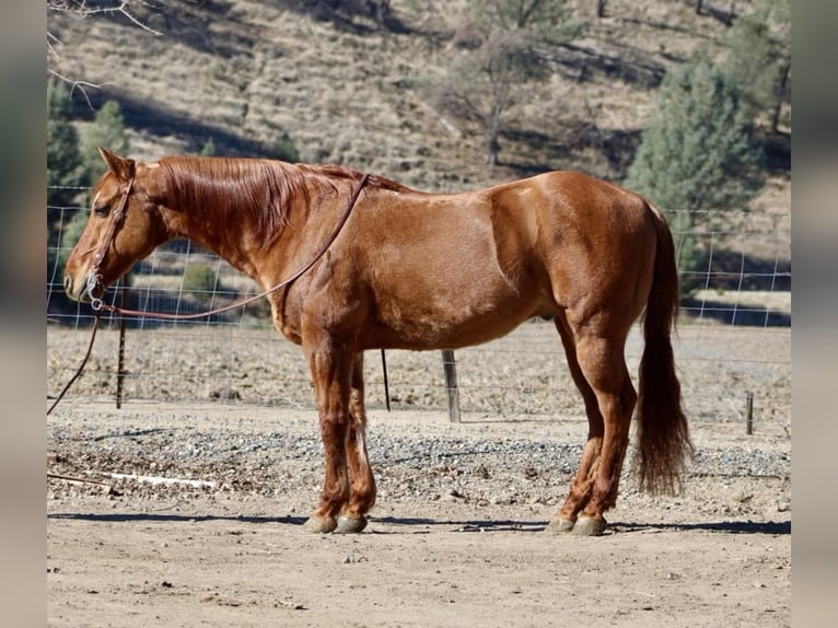 American Quarter Horse Wałach 10 lat 152 cm Bułana in Paicines CA