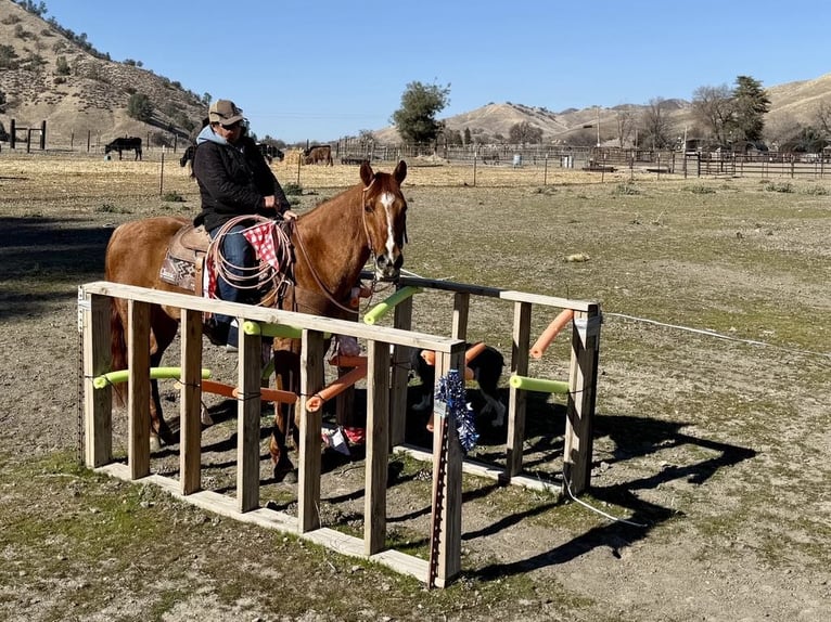 American Quarter Horse Wałach 10 lat 152 cm Bułana in Paicines CA