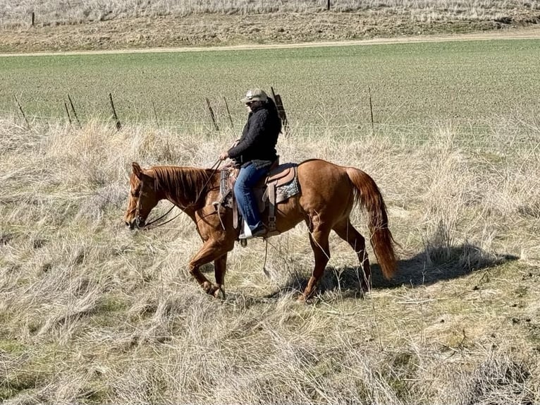 American Quarter Horse Wałach 10 lat 152 cm Bułana in Paicines CA