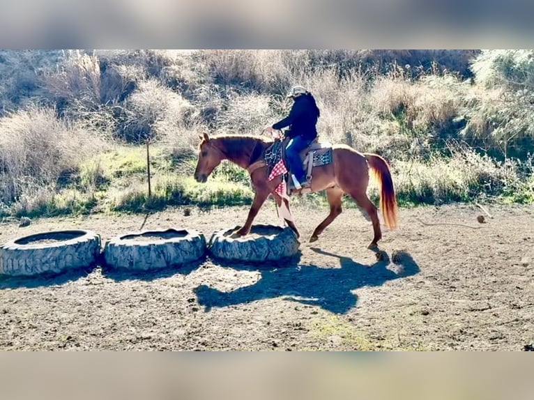 American Quarter Horse Wałach 10 lat 152 cm Bułana in Paicines CA