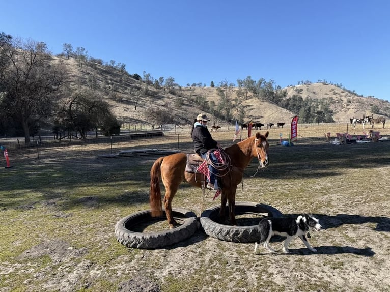 American Quarter Horse Wałach 10 lat 152 cm Bułana in Paicines CA