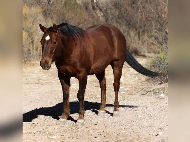 American Quarter Horse Wałach 10 lat 152 cm Ciemnokasztanowata in Camp Verde AZ