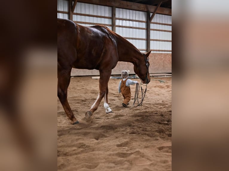 American Quarter Horse Mix Wałach 10 lat 152 cm Cisawa in Dalton, OH