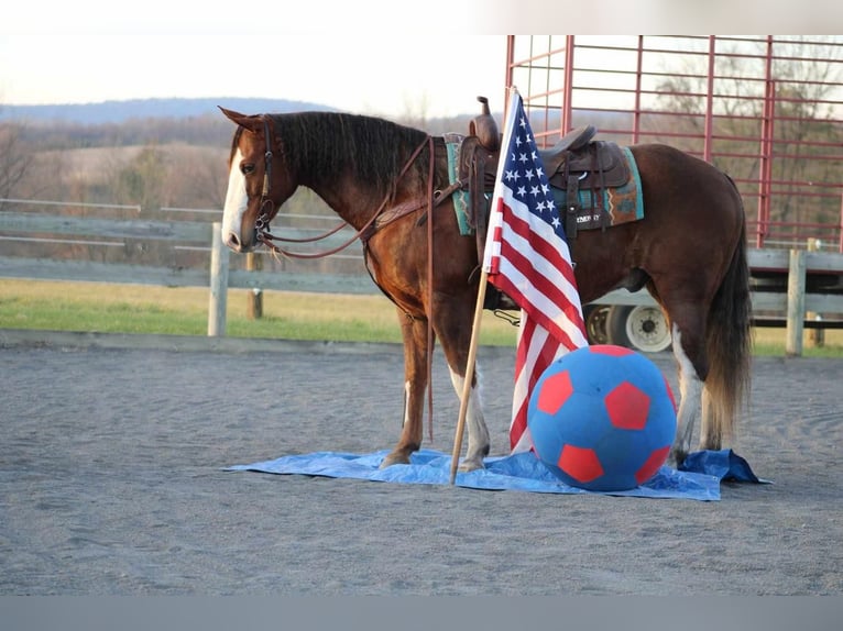 American Quarter Horse Wałach 10 lat 152 cm Cisawa in Rebersburg, PA