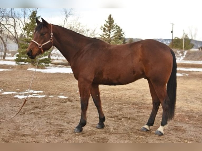 American Quarter Horse Wałach 10 lat 152 cm Gniada in Fort Collins