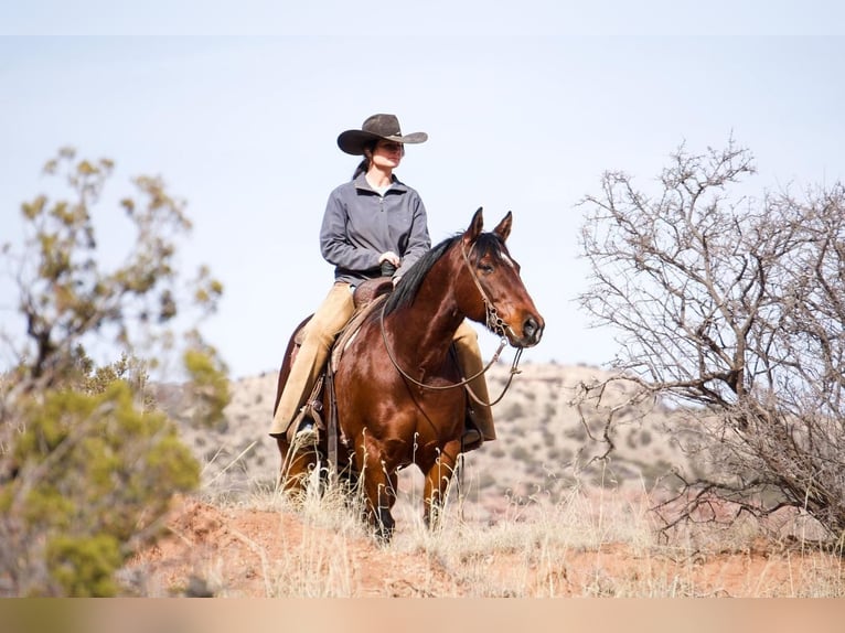 American Quarter Horse Wałach 10 lat 152 cm Gniada in Canyon, TX