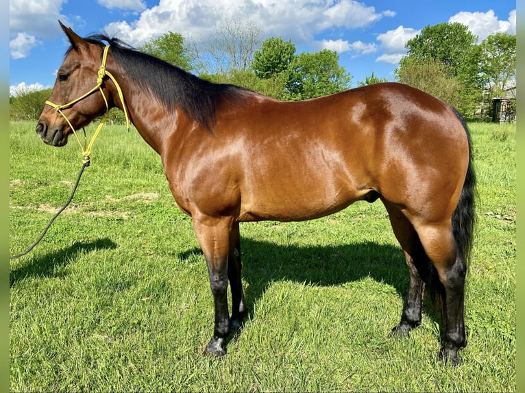American Quarter Horse Wałach 10 lat 152 cm Gniada in Danville IN