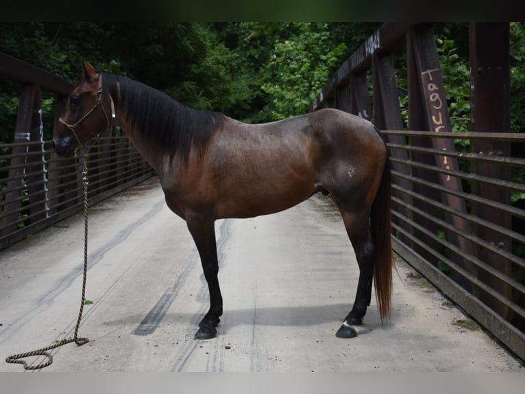 American Quarter Horse Wałach 10 lat 152 cm Gniadodereszowata in Cleveland TN