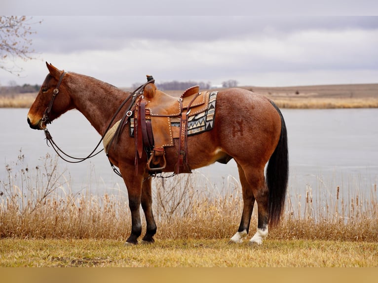 American Quarter Horse Wałach 10 lat 152 cm Gniadodereszowata in Valley Springs