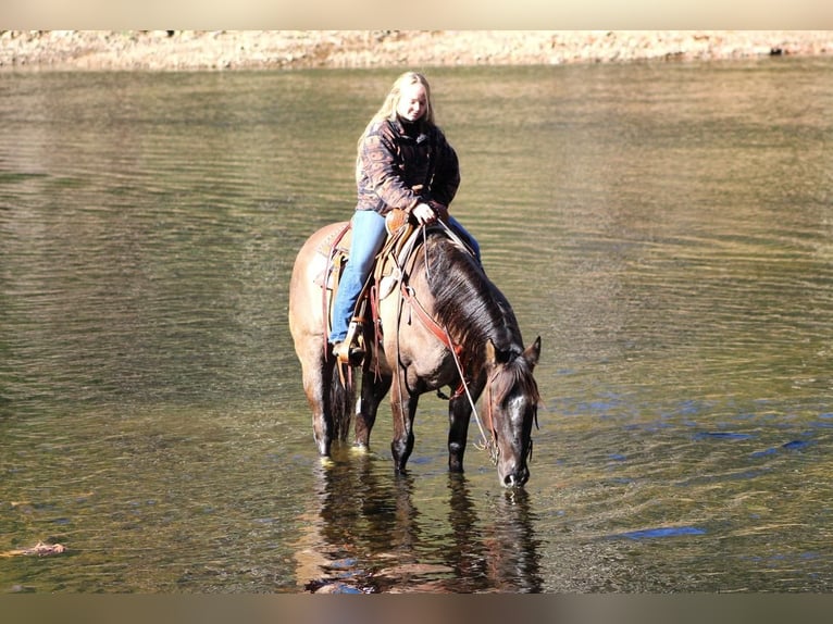 American Quarter Horse Wałach 10 lat 152 cm Grullo in Cooksburg, PA