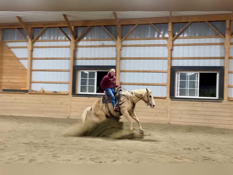 American Quarter Horse Wałach 10 lat 152 cm Izabelowata in Honey Brook