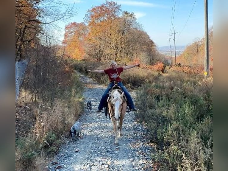 American Quarter Horse Wałach 10 lat 152 cm Izabelowata in Honey Brook