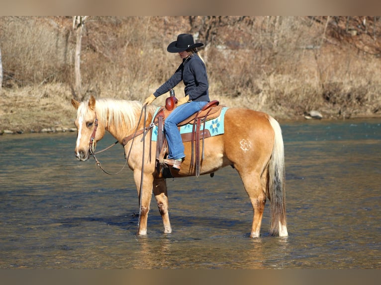 American Quarter Horse Wałach 10 lat 152 cm Izabelowata in Clarion, PA