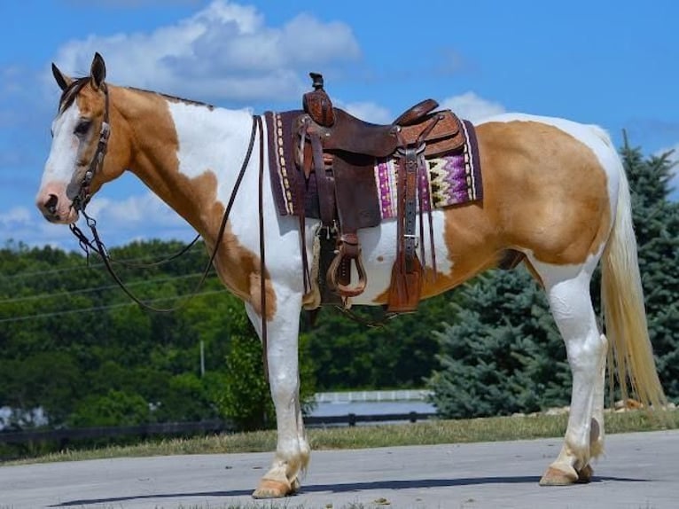 American Quarter Horse Wałach 10 lat 152 cm Izabelowata in Fredericksburg, OH