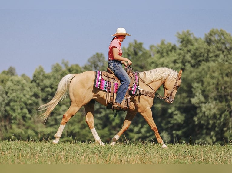 American Quarter Horse Wałach 10 lat 152 cm Izabelowata in Lyles, TN