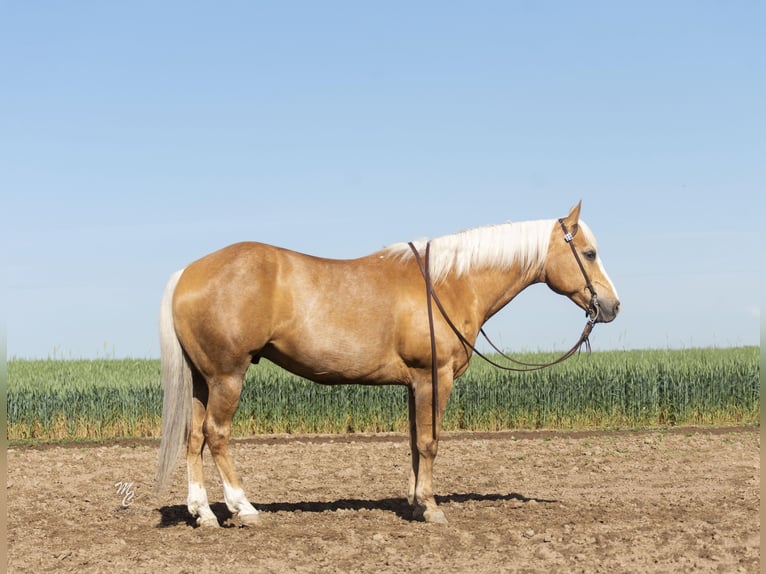 American Quarter Horse Wałach 10 lat 152 cm Izabelowata in Caldwell ID