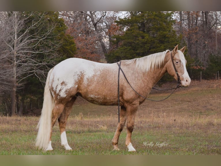 American Quarter Horse Wałach 10 lat 152 cm Izabelowata in Greenville Ky