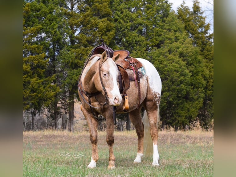 American Quarter Horse Wałach 10 lat 152 cm Izabelowata in Greenville Ky