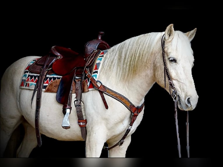 American Quarter Horse Wałach 10 lat 152 cm Izabelowata in rineyville KY