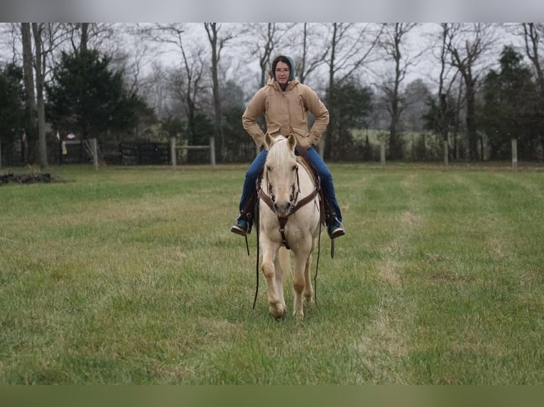 American Quarter Horse Wałach 10 lat 152 cm Izabelowata in rineyville KY