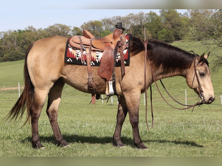 American Quarter Horse Wałach 10 lat 152 cm Jelenia in Purdy