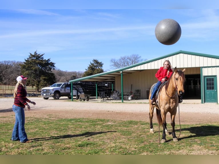 American Quarter Horse Wałach 10 lat 152 cm Jelenia in Joshua, TX