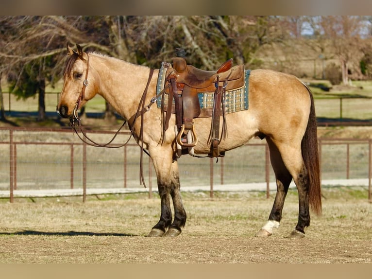 American Quarter Horse Wałach 10 lat 152 cm Jelenia in Joshua, TX