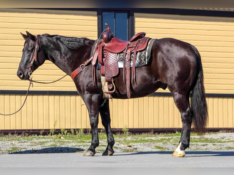 American Quarter Horse Wałach 10 lat 152 cm Kara in Clarion