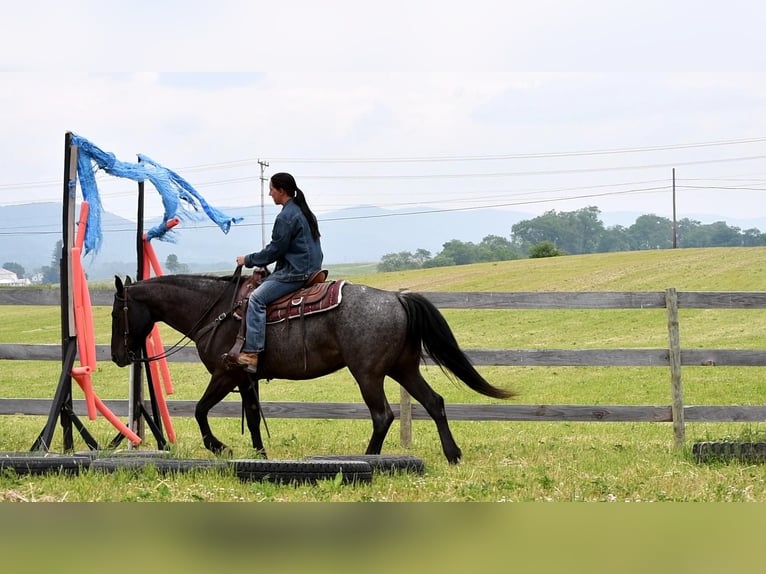 American Quarter Horse Wałach 10 lat 152 cm Karodereszowata in Rebersburg, PA
