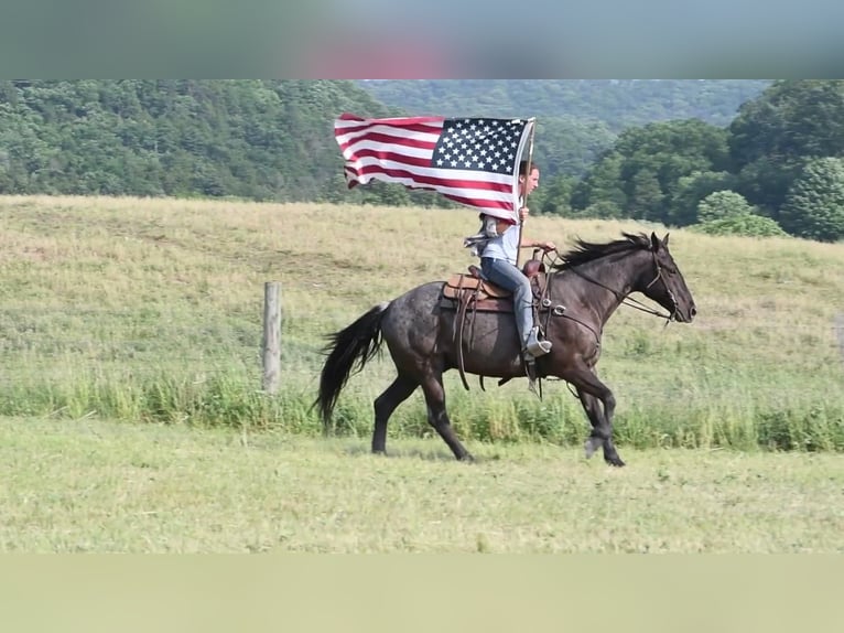 American Quarter Horse Wałach 10 lat 152 cm Karodereszowata in Rebersburg, PA
