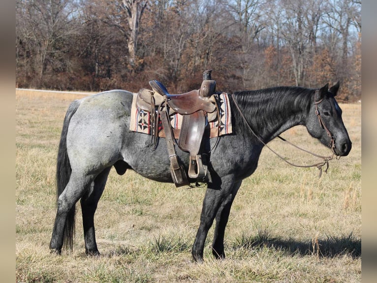 American Quarter Horse Wałach 10 lat 152 cm Karodereszowata in Charleston IL