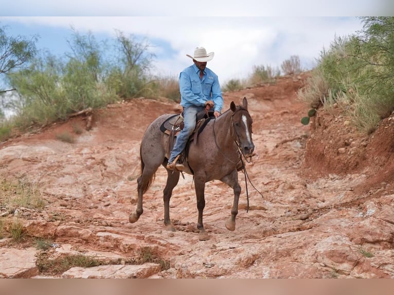 American Quarter Horse Wałach 10 lat 152 cm Kasztanowatodereszowata in Waco, TX