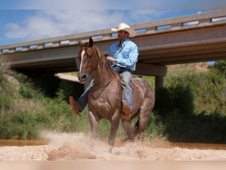 American Quarter Horse Wałach 10 lat 152 cm Kasztanowatodereszowata in Waco, TX