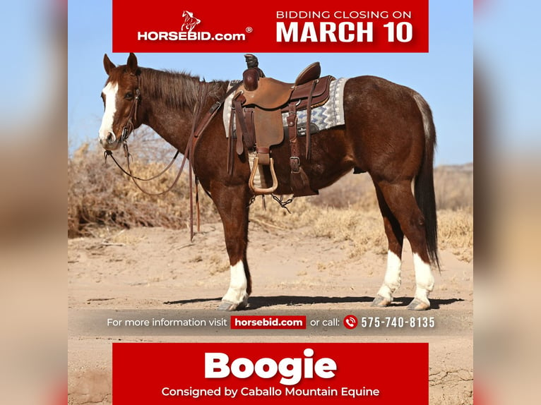 American Quarter Horse Wałach 10 lat 152 cm Kasztanowatodereszowata in Caballo, NM