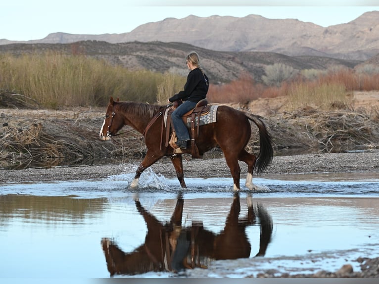 American Quarter Horse Wałach 10 lat 152 cm Kasztanowatodereszowata in Caballo, NM