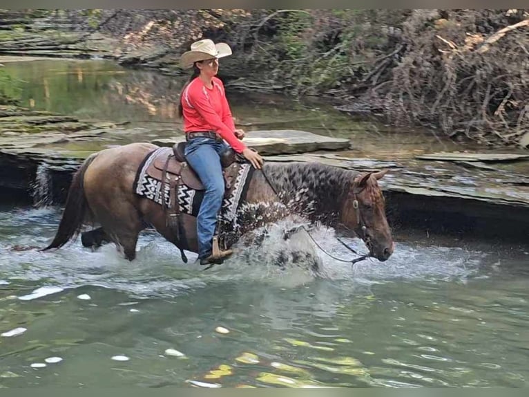 American Quarter Horse Wałach 10 lat 152 cm Kasztanowatodereszowata in Robards KY